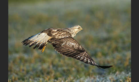 Rauhfußbussard (Buteo lagopus)