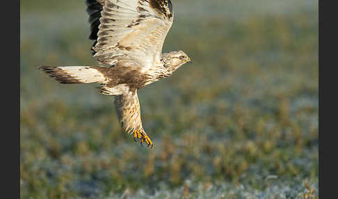 Rauhfußbussard (Buteo lagopus)