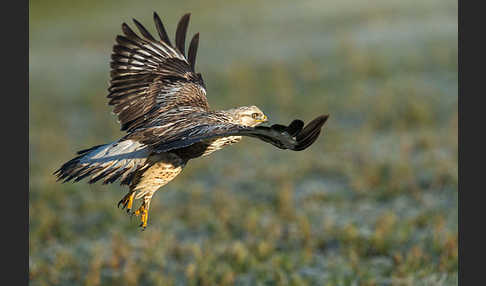 Rauhfußbussard (Buteo lagopus)