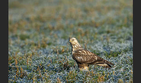 Rauhfußbussard (Buteo lagopus)