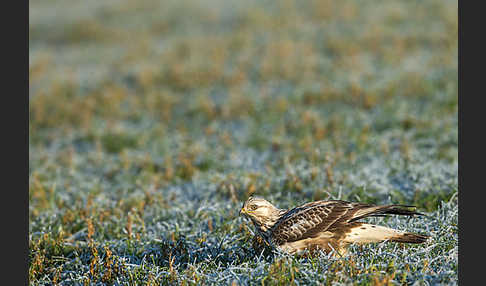 Rauhfußbussard (Buteo lagopus)