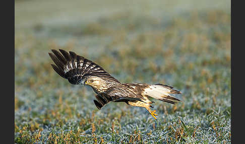 Rauhfußbussard (Buteo lagopus)