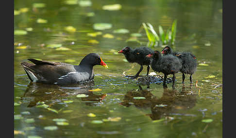 Teichralle (Gallinula chloropus)