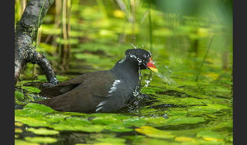 Teichralle (Gallinula chloropus)