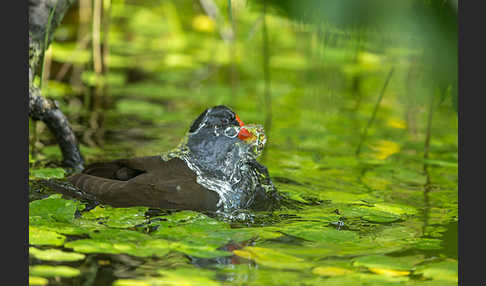 Teichralle (Gallinula chloropus)