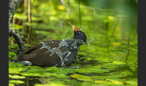 Teichralle (Gallinula chloropus)