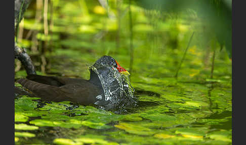 Teichralle (Gallinula chloropus)