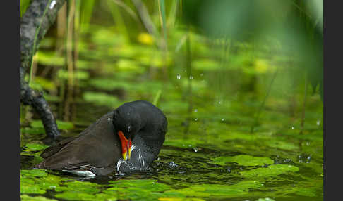 Teichralle (Gallinula chloropus)