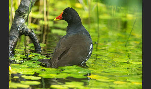 Teichralle (Gallinula chloropus)