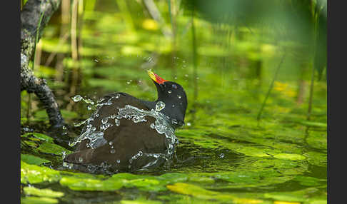 Teichralle (Gallinula chloropus)