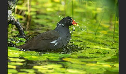 Teichralle (Gallinula chloropus)