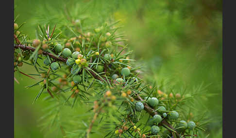 Gemeiner Wacholder (Juniperus communis)