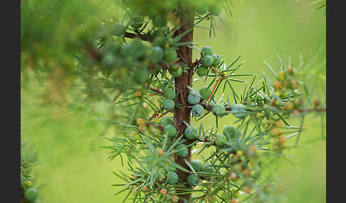 Gemeiner Wacholder (Juniperus communis)