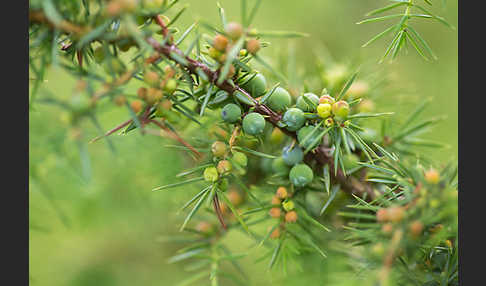 Gemeiner Wacholder (Juniperus communis)