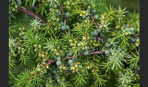 Gemeiner Wacholder (Juniperus communis)