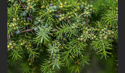 Gemeiner Wacholder (Juniperus communis)