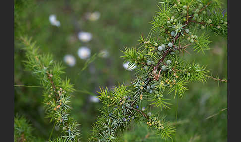 Gemeiner Wacholder (Juniperus communis)