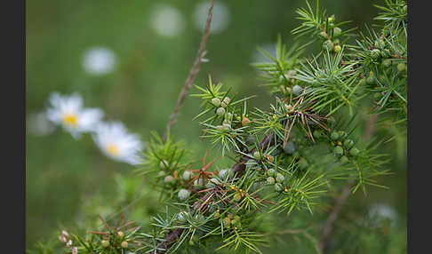 Gemeiner Wacholder (Juniperus communis)