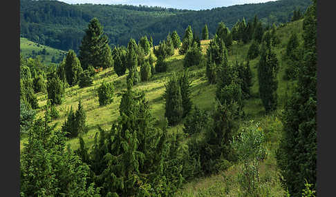 Thüringen (Thuringia)