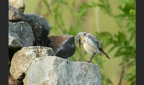 Steinschmätzer (Oenanthe oenanthe)