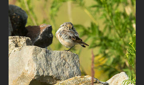 Steinschmätzer (Oenanthe oenanthe)