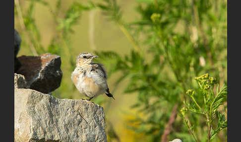 Steinschmätzer (Oenanthe oenanthe)