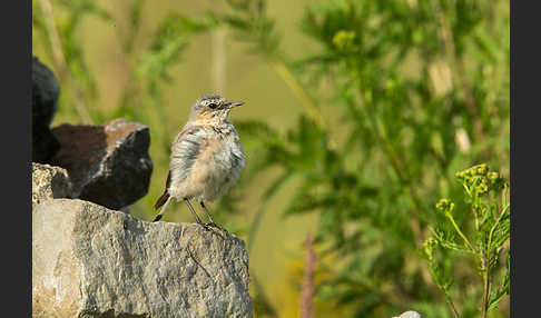 Steinschmätzer (Oenanthe oenanthe)