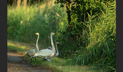 Singschwan (Cygnus cygnus)