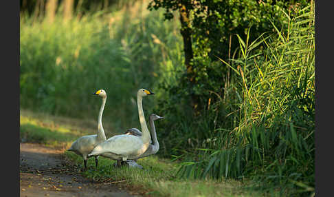 Singschwan (Cygnus cygnus)