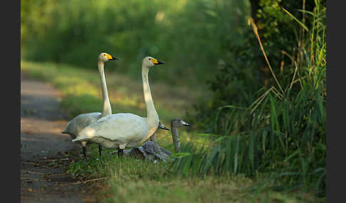 Singschwan (Cygnus cygnus)