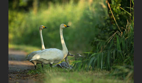 Singschwan (Cygnus cygnus)