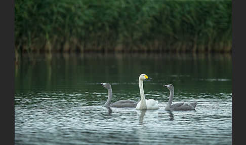 Singschwan (Cygnus cygnus)