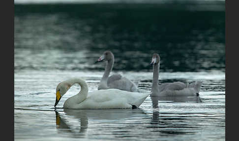 Singschwan (Cygnus cygnus)