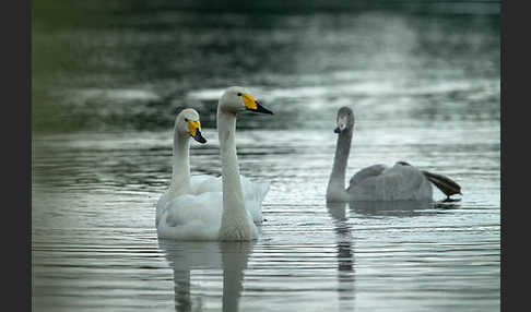 Singschwan (Cygnus cygnus)