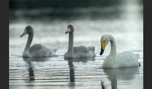 Singschwan (Cygnus cygnus)