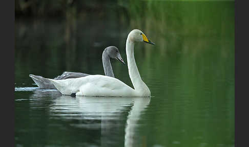 Singschwan (Cygnus cygnus)