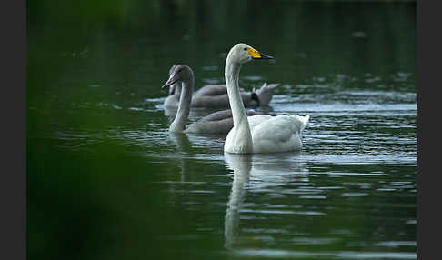 Singschwan (Cygnus cygnus)