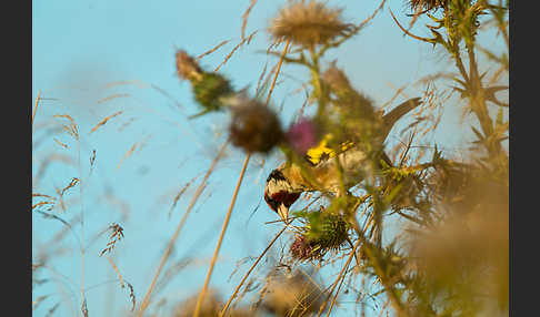 Stieglitz (Carduelis carduelis)