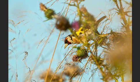 Stieglitz (Carduelis carduelis)