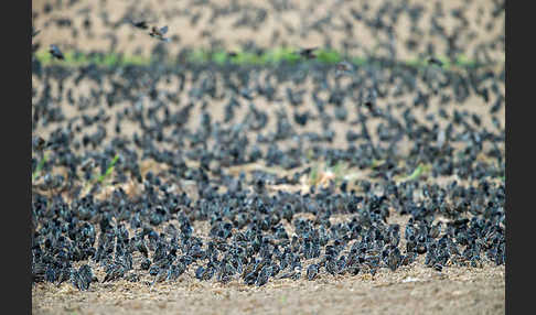 Star (Sturnus vulgaris)