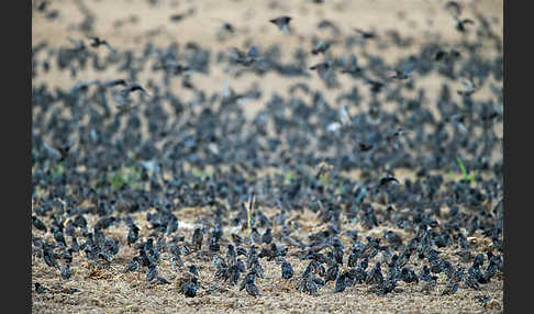 Star (Sturnus vulgaris)