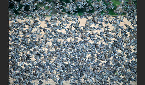 Star (Sturnus vulgaris)