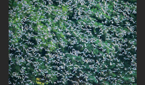 Star (Sturnus vulgaris)