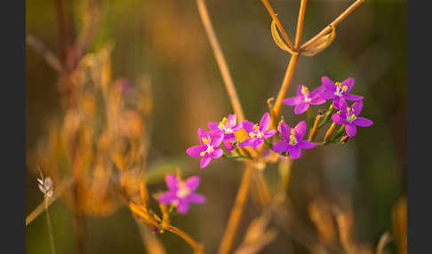 Echtes Tausendgüldenkraut (Centaurium erythraea)