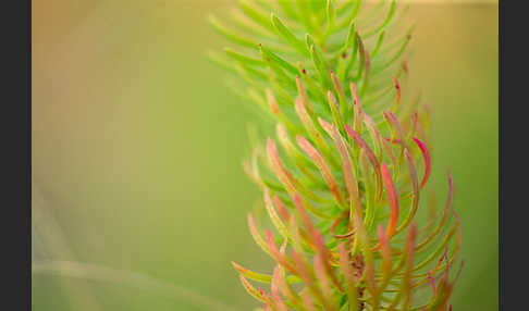 Zypressen-Wolfsmilch (Euphorbia cyparissias)