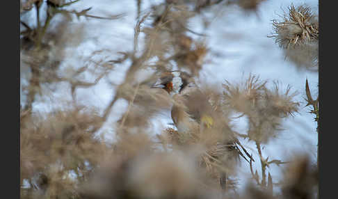 Stieglitz (Carduelis carduelis)