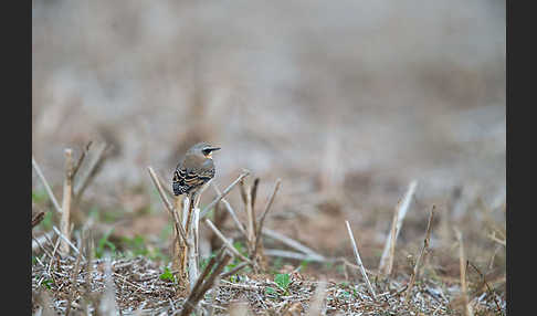 Steinschmätzer (Oenanthe oenanthe)