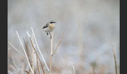 Steinschmätzer (Oenanthe oenanthe)