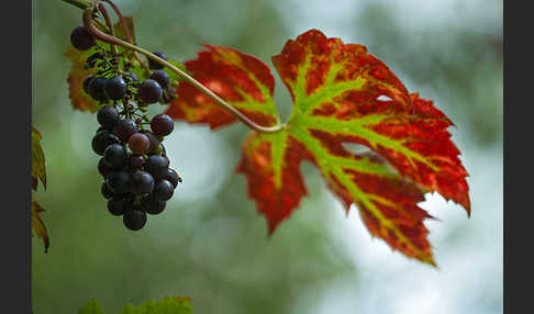Weinrebe (Vitis vinifera sspec.)
