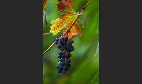 Weinrebe (Vitis vinifera sspec.)